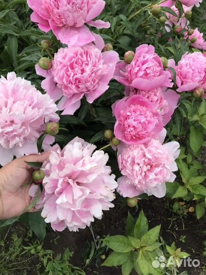 Порни пиона на сентябрь