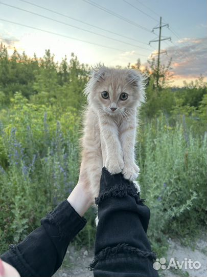 Котенок в добрые руки