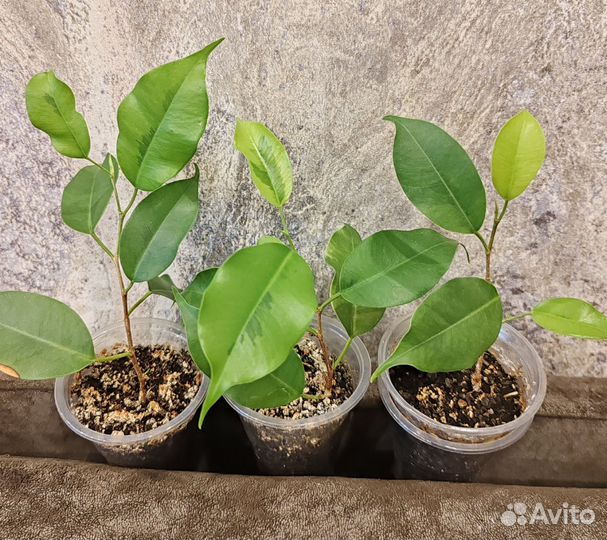 Фикус бенджамина реджинальд,бафт