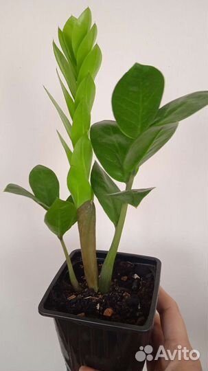 Замиокулькас