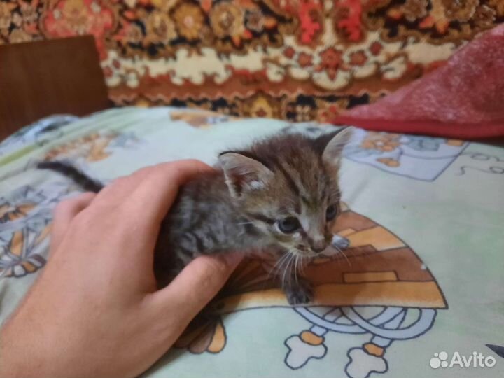 Отдам в добрые руки