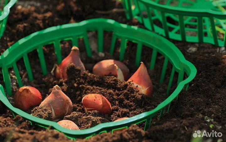 Луковицы тюльпанов для выгонки