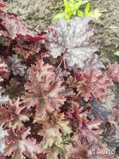 Гейхеры, арабис многолетний, седум Черри Траффл