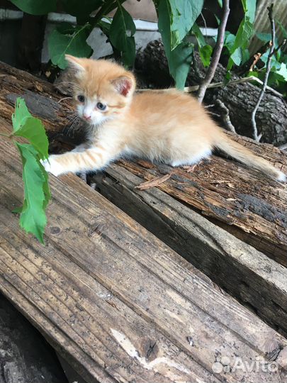 Котики бесплатно в добрые руки