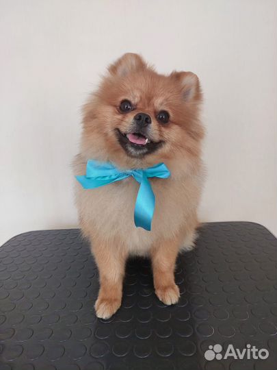 Померанский шпиц вязка