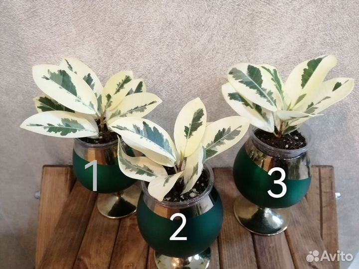 Фикус микрокарпа альбомаргината