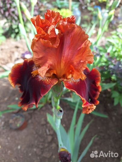 Ирисы бородатые