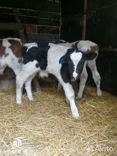 Бычки и телята