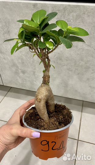 Фикус микрокарпа гинсенг