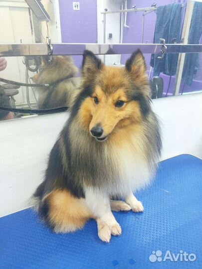 Стрижка кошек и собак с выездом. Груминг