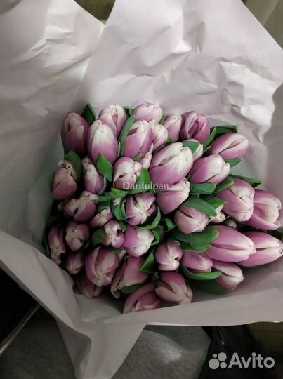 Крупные cиреневые тюльпаны оптом от 50 шт в банчах