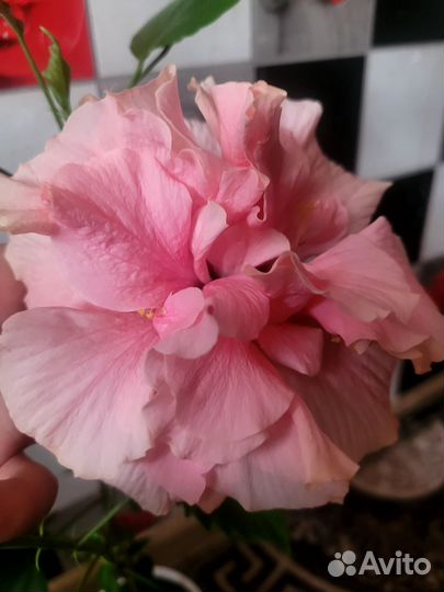 Гибискус срез