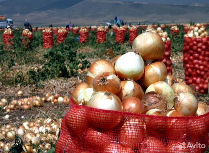 Лук репчатый опт