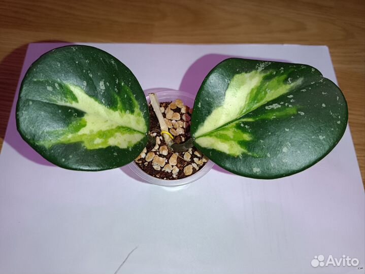 Хойи сортовые. Обновлено 28.03