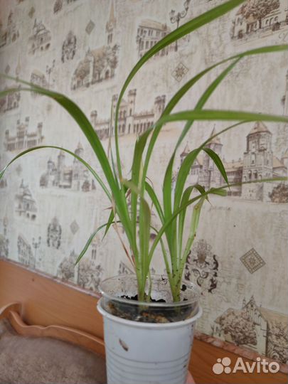 Пальма панданус