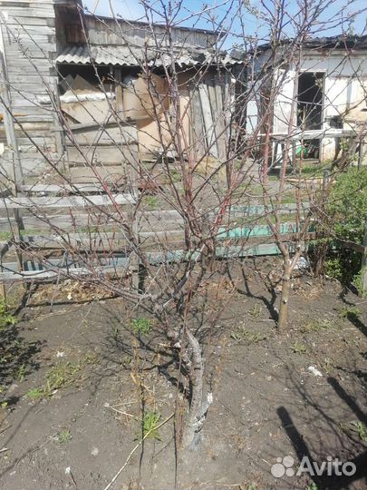 Саженцы вишни