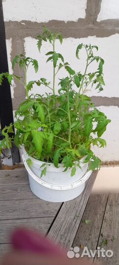 Рассада томатов