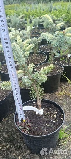 Ель Биалобок