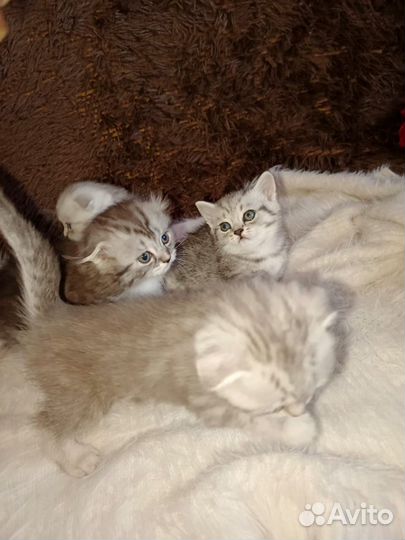 Шотландские котята