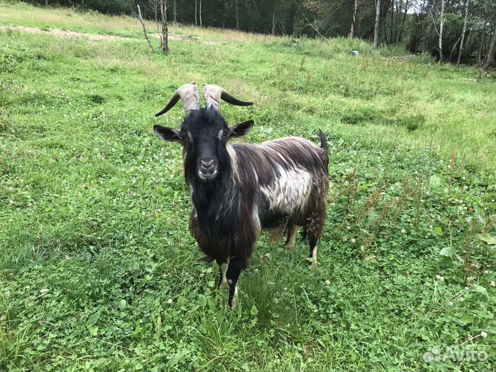 Козел на племя