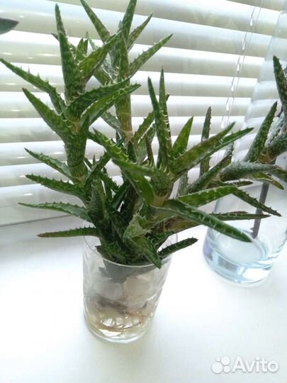 Растения суккуленты, алое, кактус