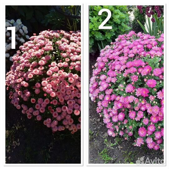 Хризантемы мультифлора