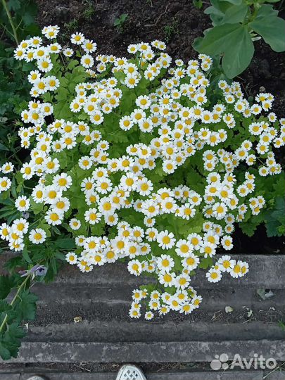 Пиретрум девичий