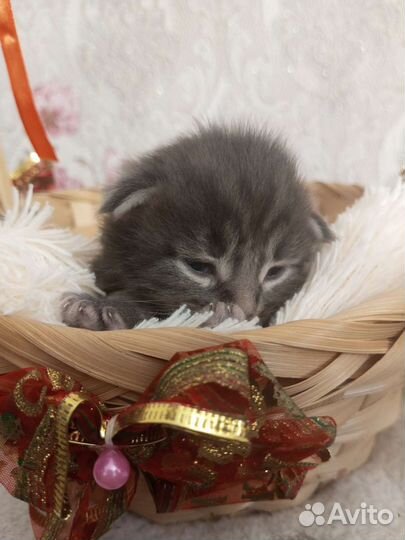 Котята мейн-кун