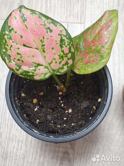 Аглаонема ред валентин