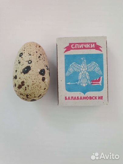 Яйца перепелиные инкубационное