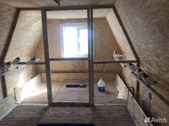 Голуби Пермские гривуны