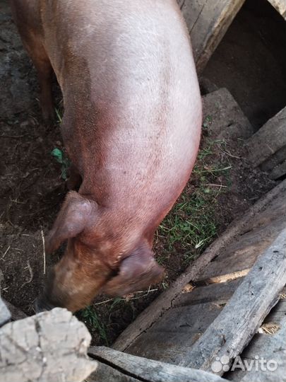 Телочка и свин