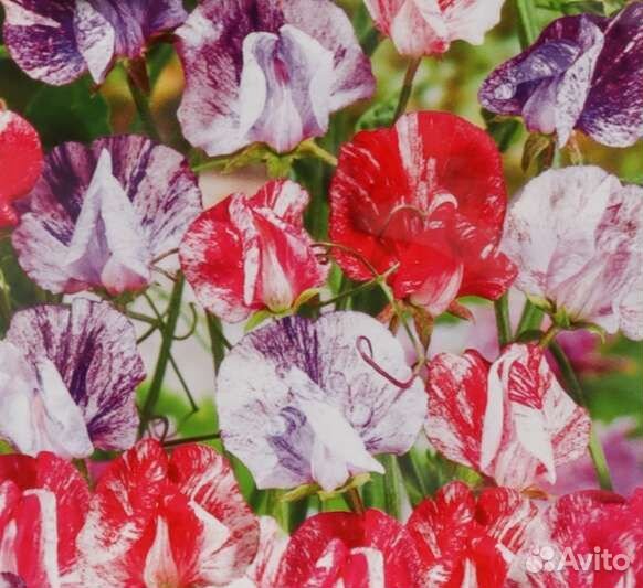 Семена растений для вертикального озеленения