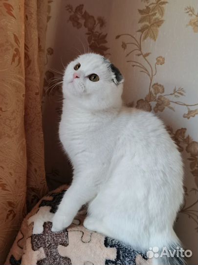 Шотланские коты