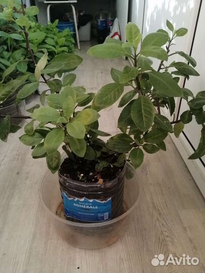 Джинура прокумбенс