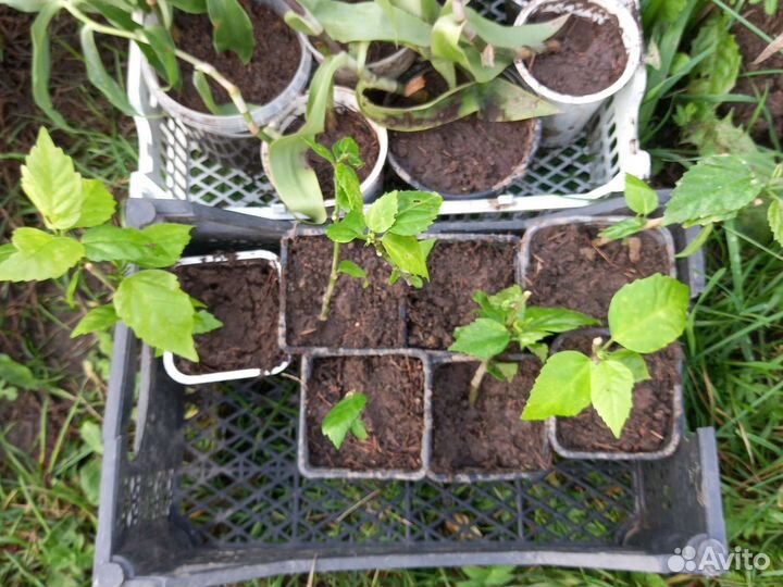 Комнатные растения