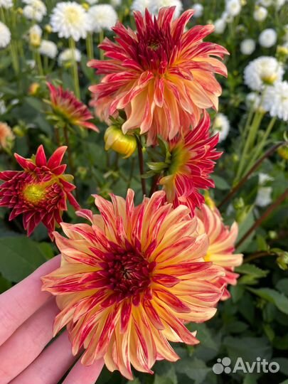 Цветы букеты с доставкой