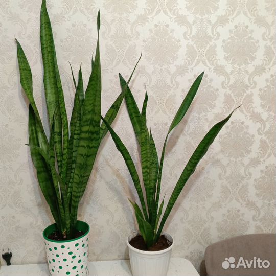 Взрослые цветы