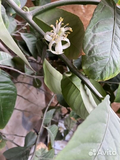 Лимонное дерево