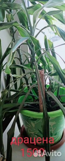 Диффенбахия