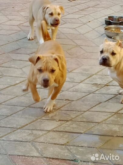 Булли рассрочка