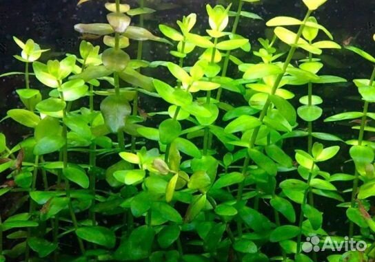 Рыбы и водоросли для видового аквариума