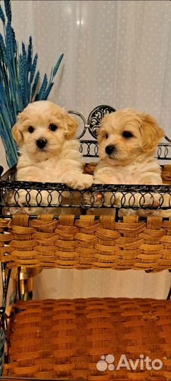 Мальтипу ф1