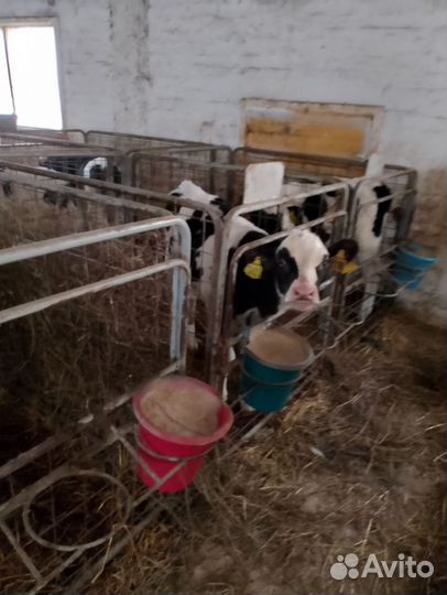 Телята бычки(доставка)