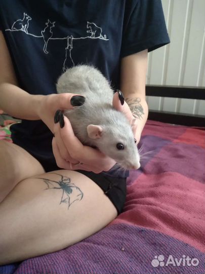 Крысы Дамбо