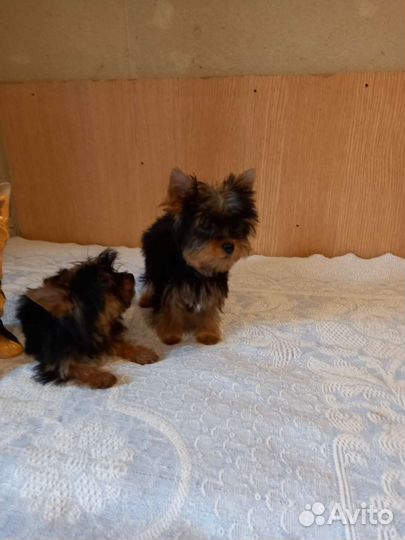 Йоркширский терьер мини щенки
