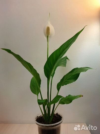 Спатифилум(женское счастье)