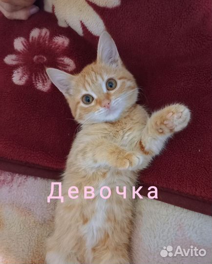 Котята в добрые руки