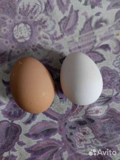 Куры несушки