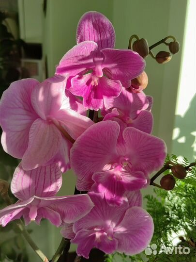 Орхидея фаленопсис биглип